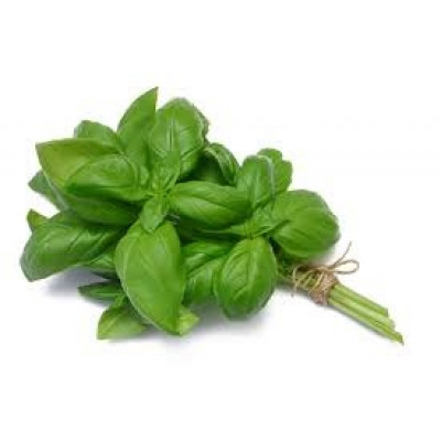 Herbs Basil Green bunch